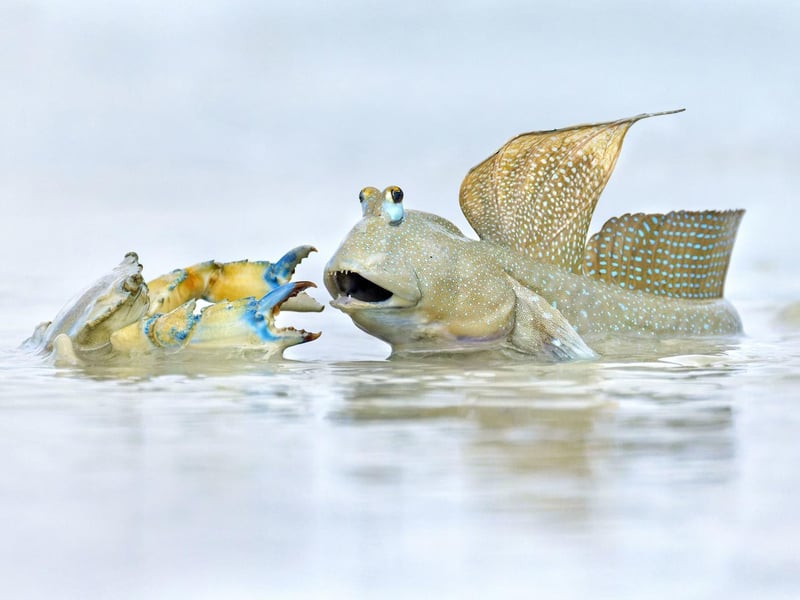 Neighbourhood Dispute by Ofer Levy, Australia, of a mudskipper fiercely defending its territory from a trespassing crab in Roebuck Bay, Australia, which has been shortlisted for the Wildlife Photographer of the Year People's Choice Award.