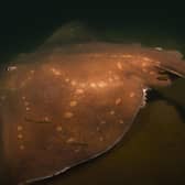 Scotland is a stronghold for the critically endangered flapper skate, as shown in this underwater footage clip