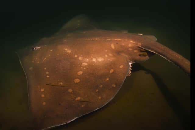 Scotland is a stronghold for the critically endangered flapper skate, as shown in this underwater footage clip
