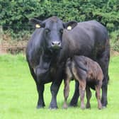 Scottish meat industry calls for more clarification on which government department or official will be responsible for all things to do with new EU deforestation regulations coming into force at the end of this year 