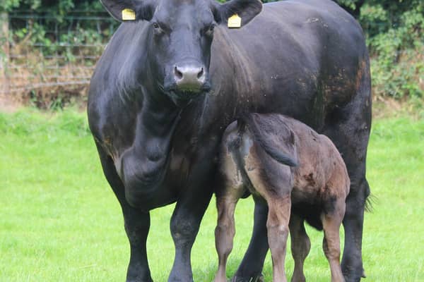 Scottish meat industry calls for more clarification on which government department or official will be responsible for all things to do with new EU deforestation regulations coming into force at the end of this year 