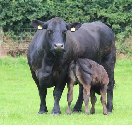 Scottish meat industry calls for more clarification on which government department or official will be responsible for all things to do with new EU deforestation regulations coming into force at the end of this year