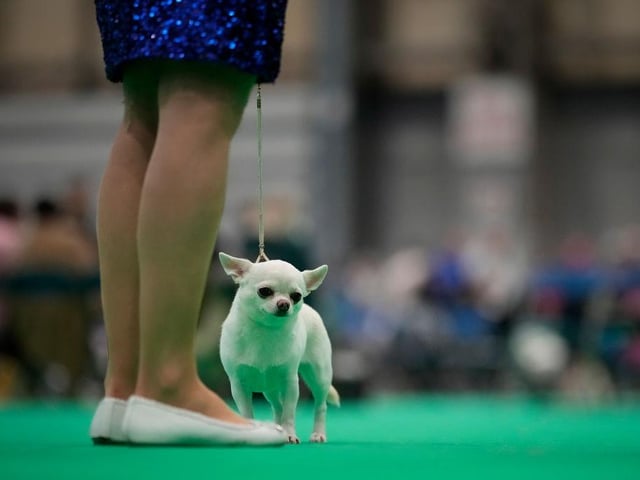 A Chihuahua parades with its owner in the judging ring on day four of Crufts and ahead of the 'Best in Show' final.