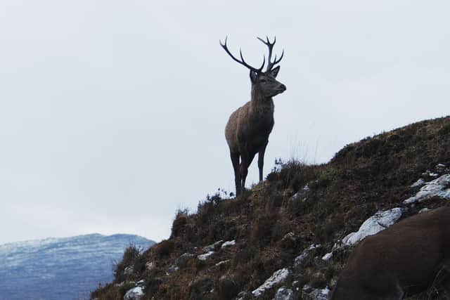 A stag scaling the hills in the north west of Scotland shown in Gregor Sinclair's Small Country picture: Gregor D Sinclair