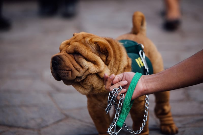 Originally from China, where they were used as hunting dogs, the Shar-pei is relatively low energy, happy to be left on the sofa for a while. They tend to be fiercely loyal to a single person, to the point that they may be aggresive to strangers, making for good guard dogs.