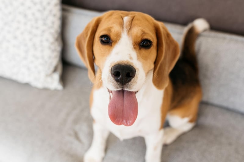 Beagles have a range of noises they make to communicate with other members of their pack. Along with a normal bark, they can also make a yodelling sound to announce they have picked up a scent trail and will make a mournful howl if they are bored or sad.