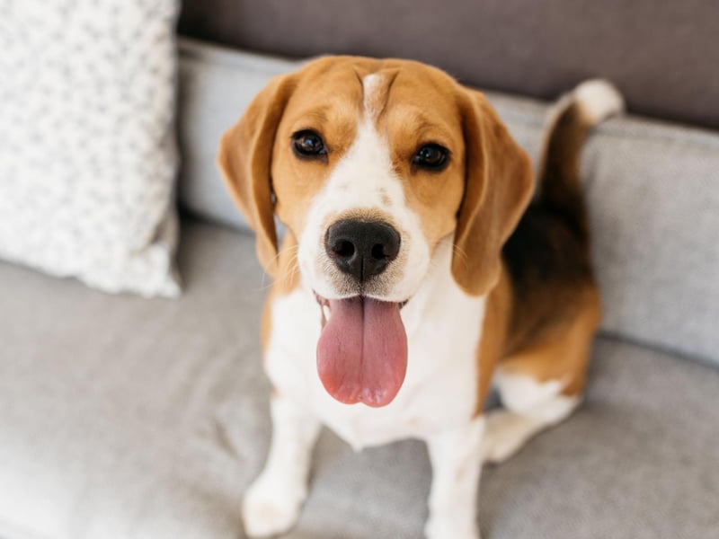 Beagles have a range of noises they make to communicate with other members of their pack. Along with a normal bark, they can also make a yodelling sound to announce they have picked up a scent trail and will make a mournful howl if they are bored or sad.