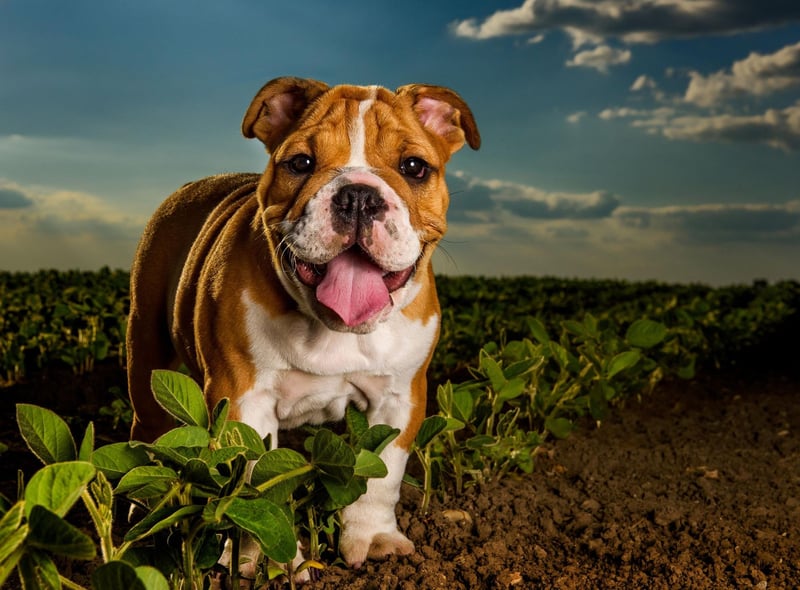 The Bulldog is one of the breed of dog most closely associated with the UK and remains popular - with 15,403 registrations in 2021.