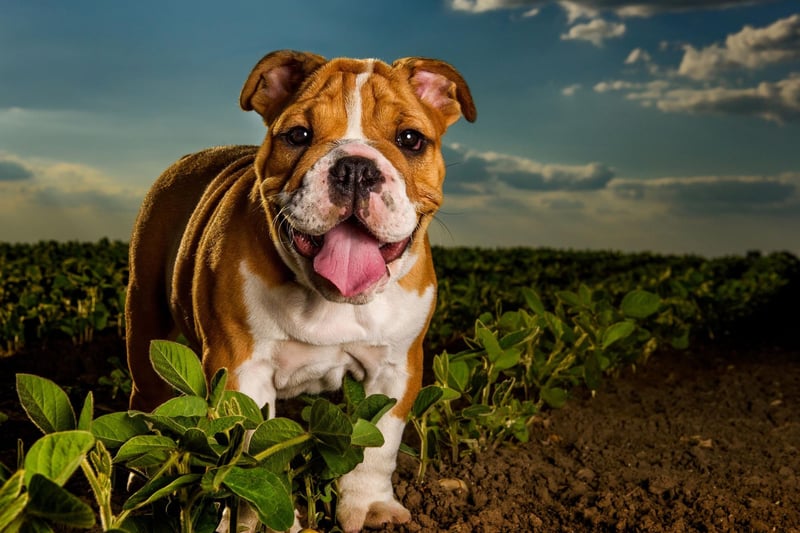 The Bulldog is one of the breed of dog most closely associated with the UK and remains popular - with 15,403 registrations in 2021.