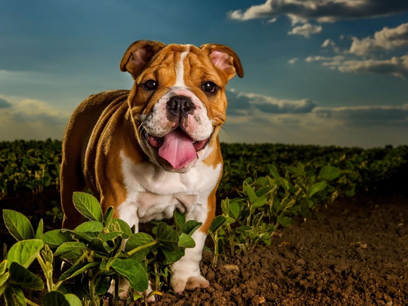 The Bulldog is one of the breed of dog most closely associated with the UK and remains popular - with 15,403 registrations in 2021.