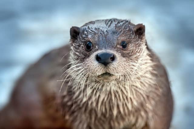 Shetland hosts the highest population density of otters in Europe, with an estimated 1,000 of the animals scattered around the islands. Picture: Getty Images