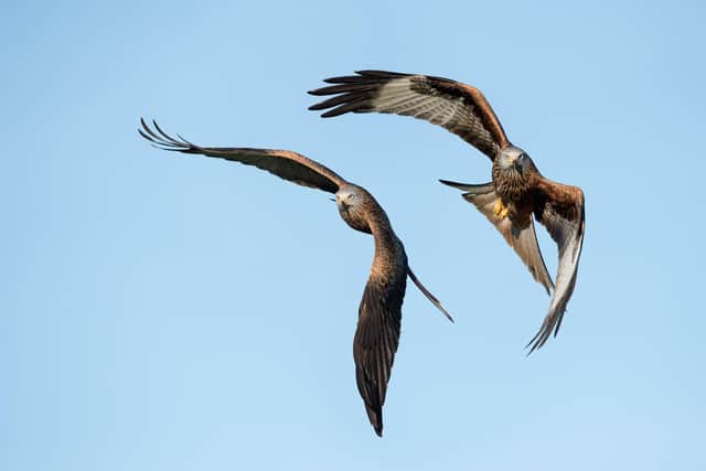 Red Kites flying through clear blue sky.