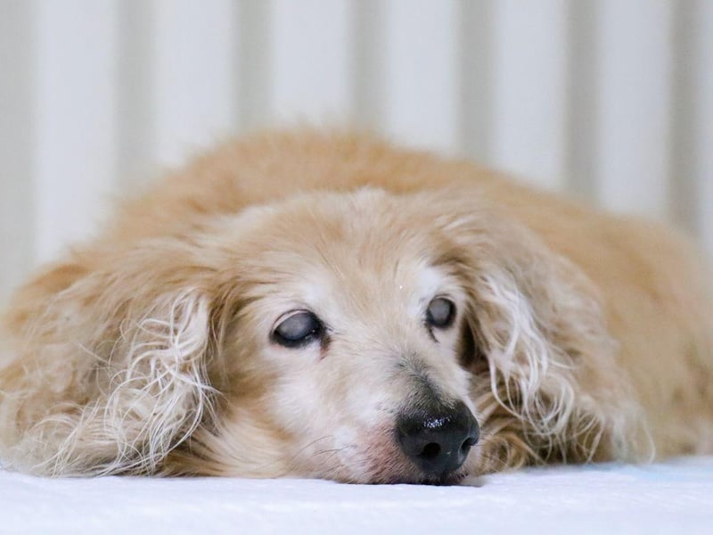 If you notice that your dog’s body shape has changed and they appear to have a more ‘hunched’ back, this could be a sign that they are suffering from arthritis. The condition can affect the joints in the spine, which results in a change of posture and can cause muscle loss in the back and legs.