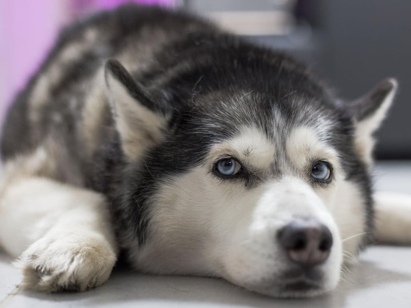 The fiecely-independent Siberian Husky can become destructive if not given enough room - and may even try to escape. They also have a habit of howling when not happy, making their displeasure clear to people for miles around.