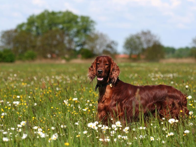Your best hope with the playful Irish Setter is that it might tire out an intruder with constant demands for games. It's a wonderful family-friendly breed but has incredibly low levels of aggression.