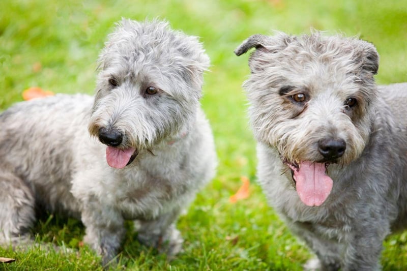 Named after the Glen of Imaal, in County Wicklow, the Glen of Imaal Terrier has also been known as the Wicklow Terrier. Legend has it that they were 'turnspit dogs' - used to rotate meat over an open fire.