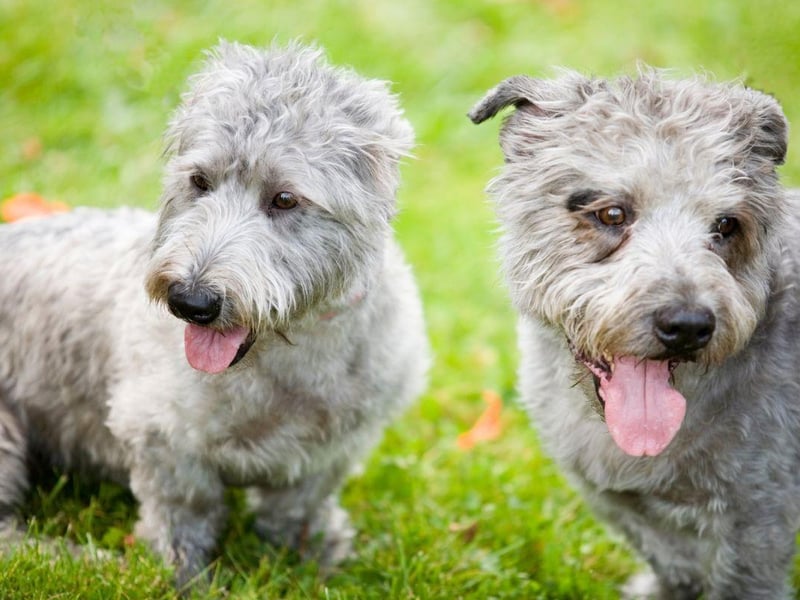 Named after the Glen of Imaal, in County Wicklow, the Glen of Imaal Terrier has also been known as the Wicklow Terrier. Legend has it that they were 'turnspit dogs' - used to rotate meat over an open fire.