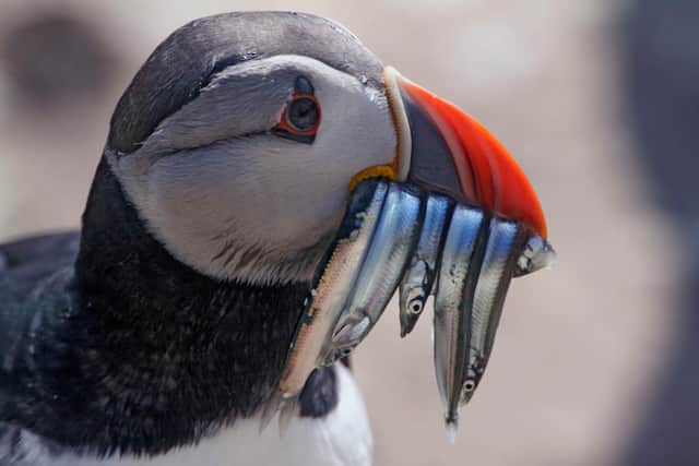 Scotland's iconic puffins are battling for survival due to the impacts of climate change,  which is affecting stocks of their main food source, sandeels