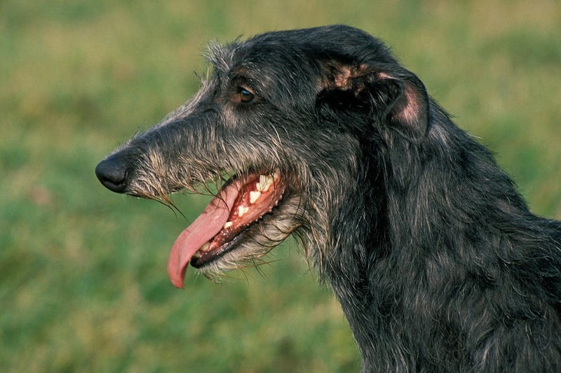 The Scottish Deerhound is a calm and elegant breed that will only bark to alert you to something.