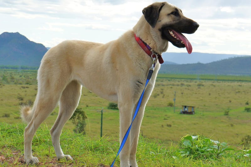Bred to protect livestock in its native Turkey, the Anatolian Shepherd can weigh up to 65kg and has a proud and confident temperament.