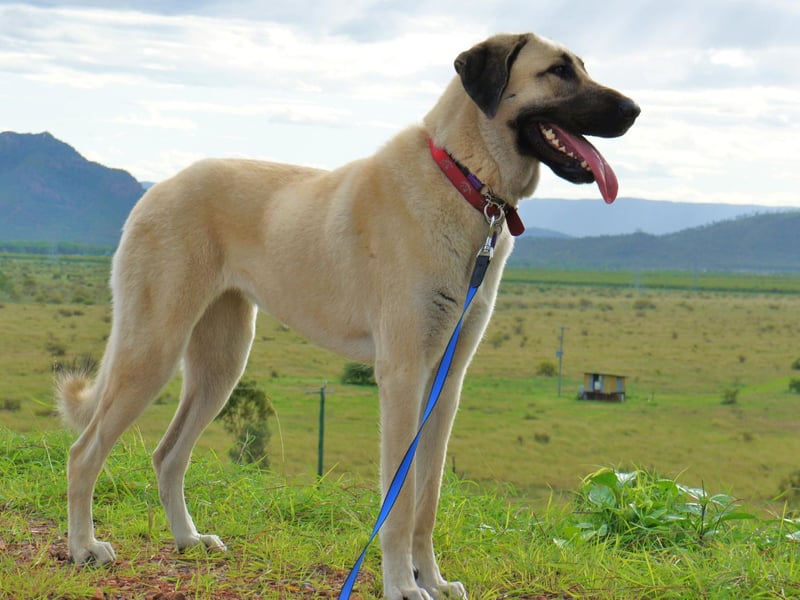 Bred to protect livestock in its native Turkey, the Anatolian Shepherd can weigh up to 65kg and has a proud and confident temperament.