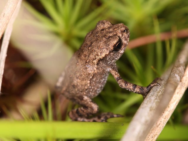 Toads travel about a surprising amount during the first half of the year. In February they make their annual pilgrimage to ancestral ponds to breed. By June the tadpoles have grown into small toadlets which will now take part in a reverse migration - leaving the ponds and heading to woodlands and other moist areas for the remainder of the year. So look out for these tiny creatures when you are out and about - they are easy to accidentally stand on.