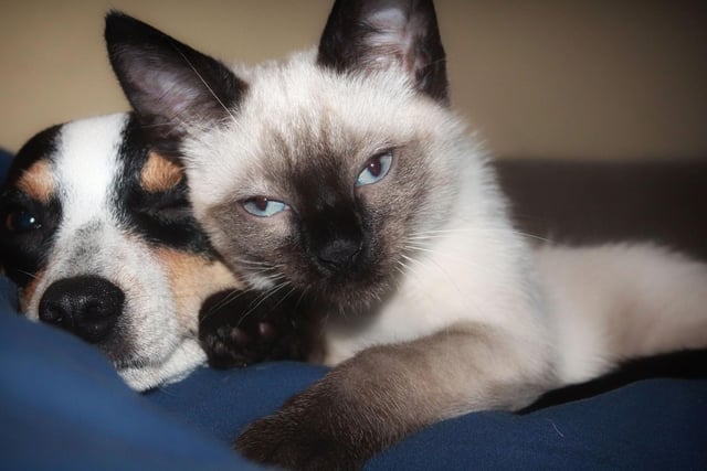 Curious, and very vocal, the Siamese breed of cat is one of the most well known on the globe. They love to stay active in order to keep their clever little brains active.