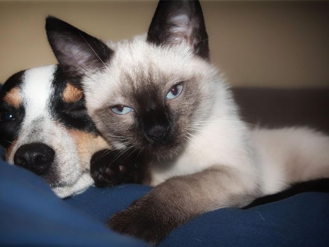 Curious, and very vocal, the Siamese breed of cat is one of the most well known on the globe. They love to stay active in order to keep their clever little brains active.