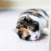 Cats can contract Covid from humans