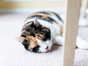 Cats can contract Covid from humans