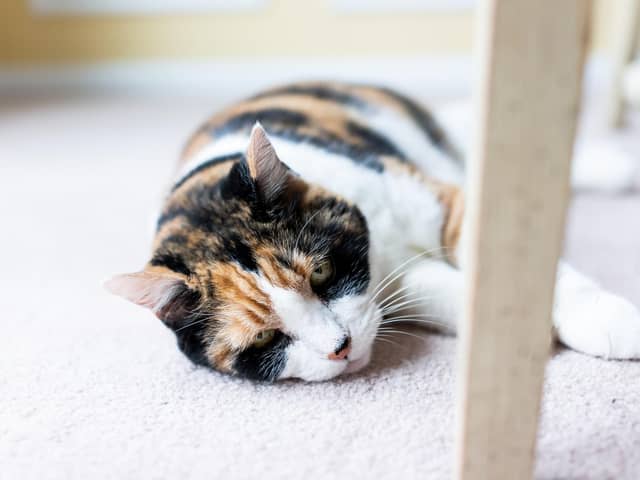 Cats can contract Covid from humans