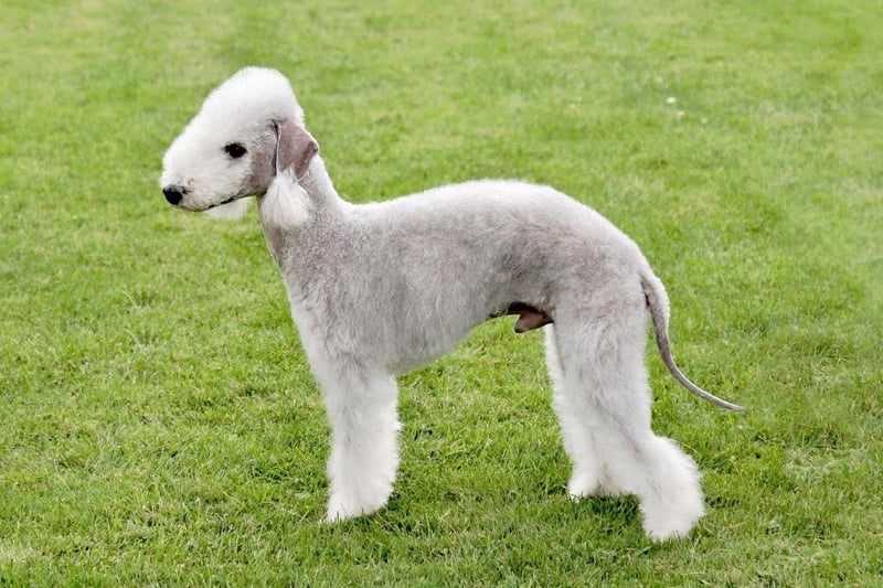 Named after the North East England mining town of Bedlinton, the Bedlington Terrier was originally known as the Rodbury Terrier and dates back as far as the 18th century. Initially used to hunt, they have also been used in dog racing and other sports.