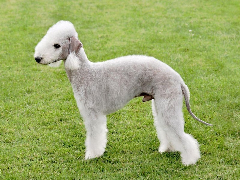 Named after the North East England mining town of Bedlinton, the Bedlington Terrier was originally known as the Rodbury Terrier and dates back as far as the 18th century. Initially used to hunt, they have also been used in dog racing and other sports.