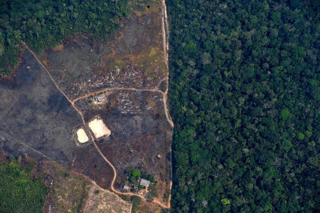 Deforestation of the Amazon rainforest is cause for international concern but Scotland needs to look after what remains of its own rainforest (Picture: Carl de Souza/AFP via Getty Images)