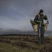 Tree planting will help Scotland towards its ambitious target of reducing carbon emissions to net zero by 2045. (Photo: Dan Kitwood/Getty Images)