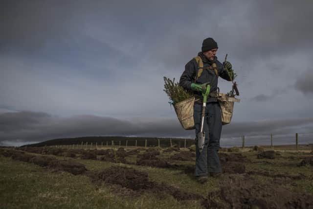 Tree planting will help Scotland towards its ambitious target of reducing carbon emissions to net zero by 2045. (Photo: Dan Kitwood/Getty Images)
