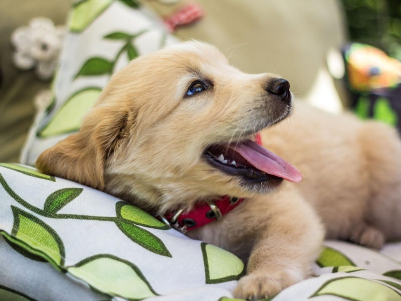 Bella is the eighth top choice for Golden Retriever owners. It fits the attractive breed very well indeed - meaning 'beautiful' in multiple languages, including Italian, Spanish, Portuguese, Greek and Latin.