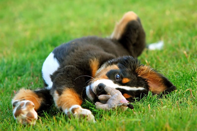One of the least aggressive breeds of canine, there were 518 Kennel Club registrations of gentle Bernese Mountain Dogs in 2020.