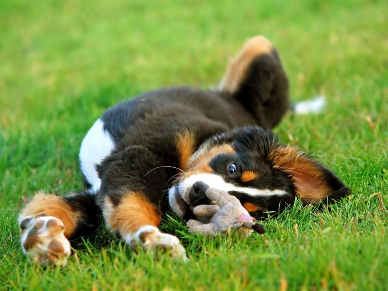 One of the least aggressive breeds of canine, there were 518 Kennel Club registrations of gentle Bernese Mountain Dogs in 2020.