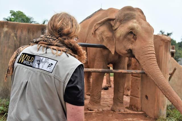 The Wild Welfare team asses an elephant in Vietnam
