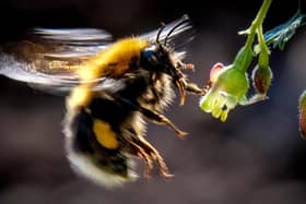 Reintroducing bee species that became extinct in Britain has proved difficult. Much better to save them from that fate (Picture: Yuri Kadobnov/AFP via Getty Images)