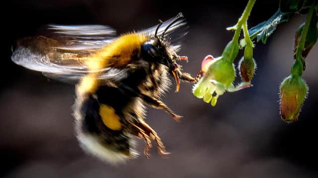 Reintroducing bee species that became extinct in Britain has proved difficult. Much better to save them from that fate (Picture: Yuri Kadobnov/AFP via Getty Images)