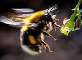 Reintroducing bee species that became extinct in Britain has proved difficult. Much better to save them from that fate (Picture: Yuri Kadobnov/AFP via Getty Images)