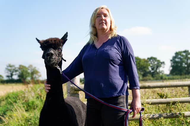 Helen Macdonald with Geronimo the alpaca at Shepherds Close Farm in Wooton Under Edge, Gloucestershire, after losing a last-ditch High Court bid to save him. The animal has twice tested positive for bovine tuberculosis and, as a result, the Department for Environment, Food and Rural Affairs (Defra) has ordered its destruction (Photo: Jacob King).