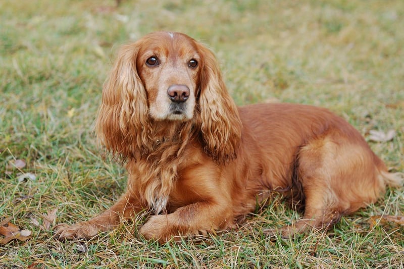 If you want the best chance of winning Best in Show then history tells us the English Cocker Spaniels is your best shot. They have won the title on a remarkable seven occasions.