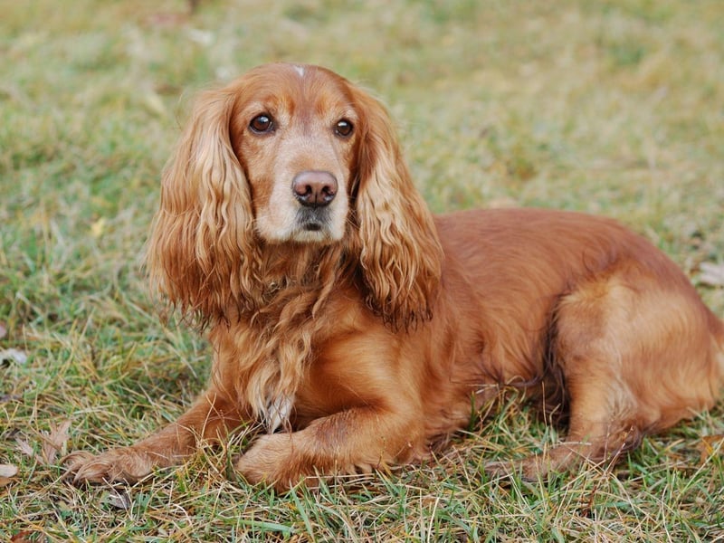 If you want the best chance of winning Best in Show then history tells us the English Cocker Spaniels is your best shot. They have won the title on a remarkable seven occasions.