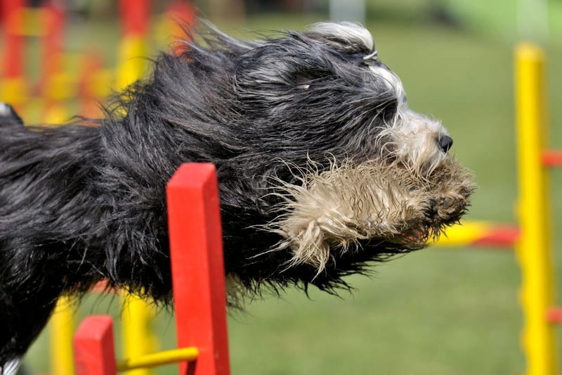 Just when you think you've washed all the mud and grot of your Bearded Collie, you suddenly realise there's more hidden in that gorgeous coat (when it inevitably falls onto the carpet).