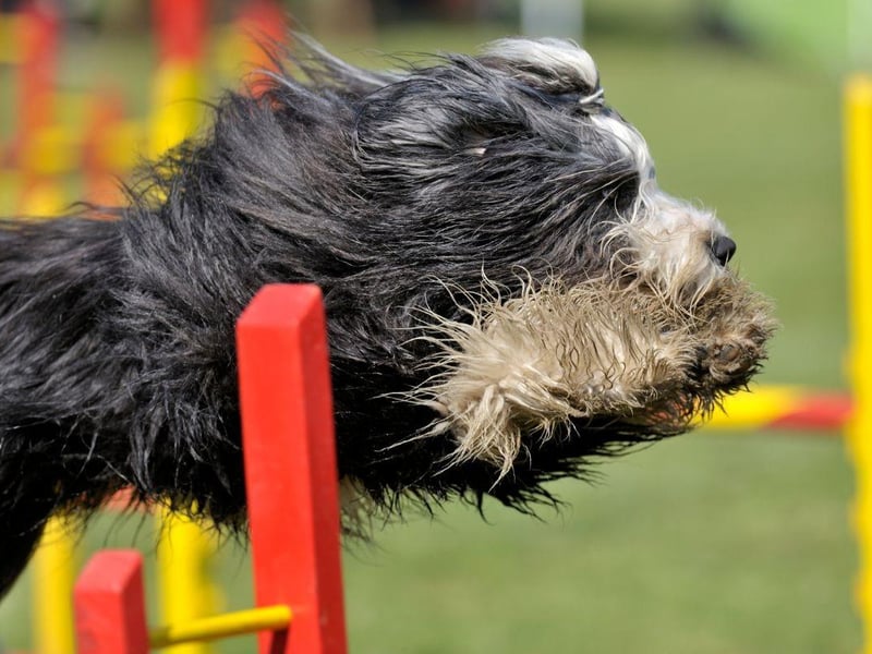 Just when you think you've washed all the mud and grot of your Bearded Collie, you suddenly realise there's more hidden in that gorgeous coat (when it inevitably falls onto the carpet).