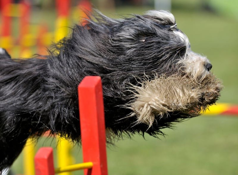 Mucky Dogs: These are the 10 breeds of dog most likely to get dirty on  walks - including the mud-loving Beagle 🐕 | The Scotsman