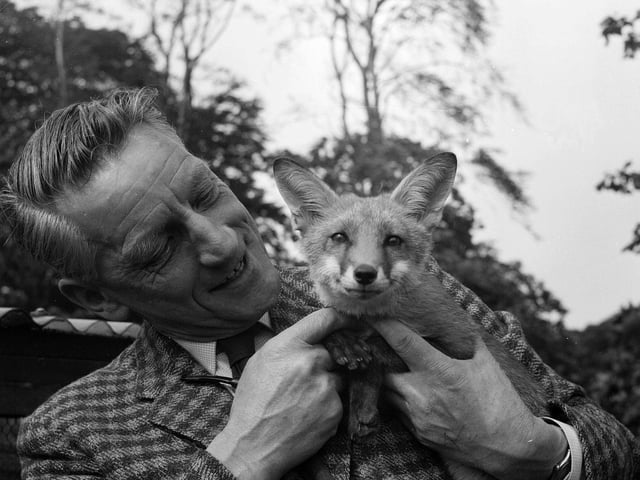 Edinburgh Zoo director Gilbert Fisher with a tame fox in 1963.